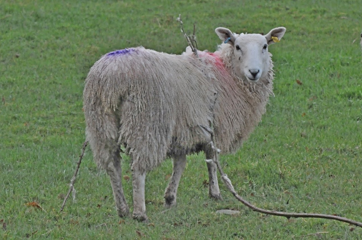 Electric fence sheep kit - value